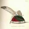 Illustration of Head Dress from Lewis Henry Mogan