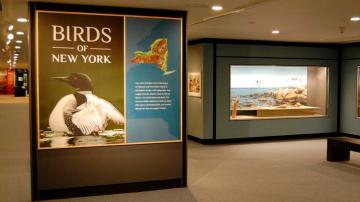 Renovation and Reinterpretation of New York State Museum’s Iconic Birds of New York Exhibit Hall