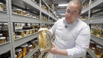 Virtual Tour of New York State Museum’s Fish Lab