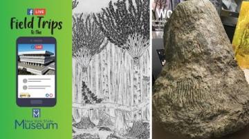 Field Trip to the NYSM: New York's Fossil Forests