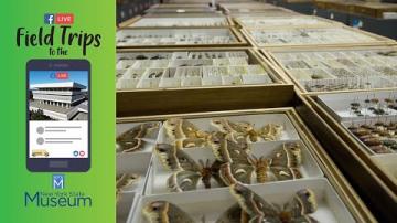 Field Trip to the NYSM: The Entomology Collection