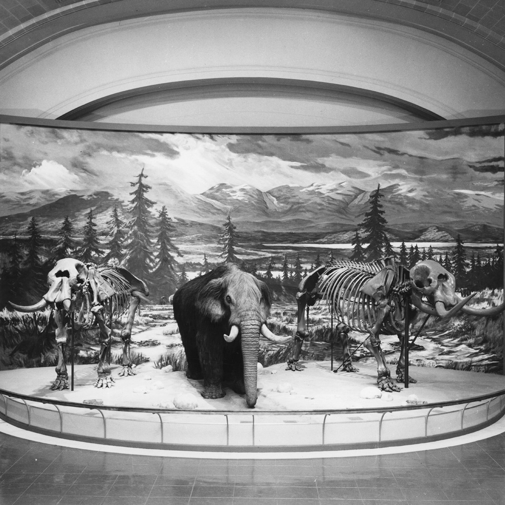 Temple Hill Mastodon on Display