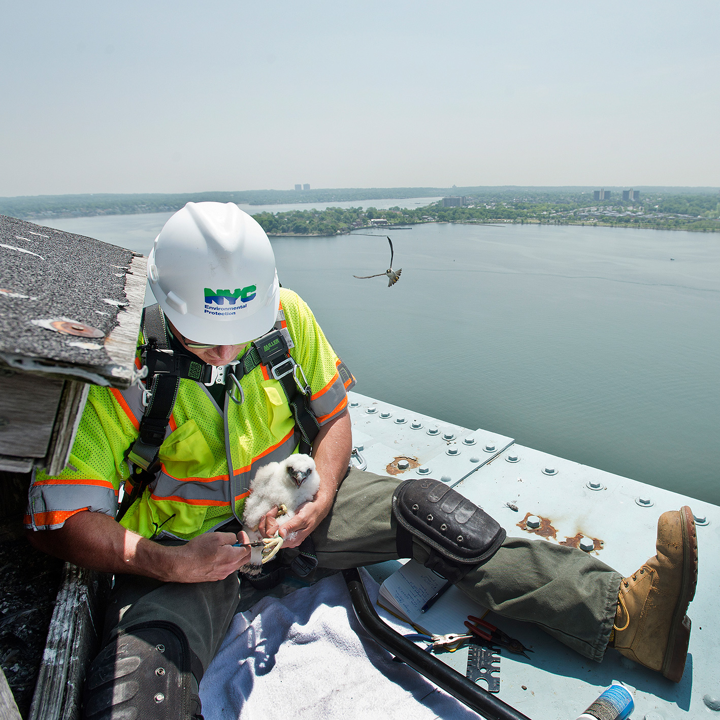 Falcons nesting on Throgs Neck Bridge