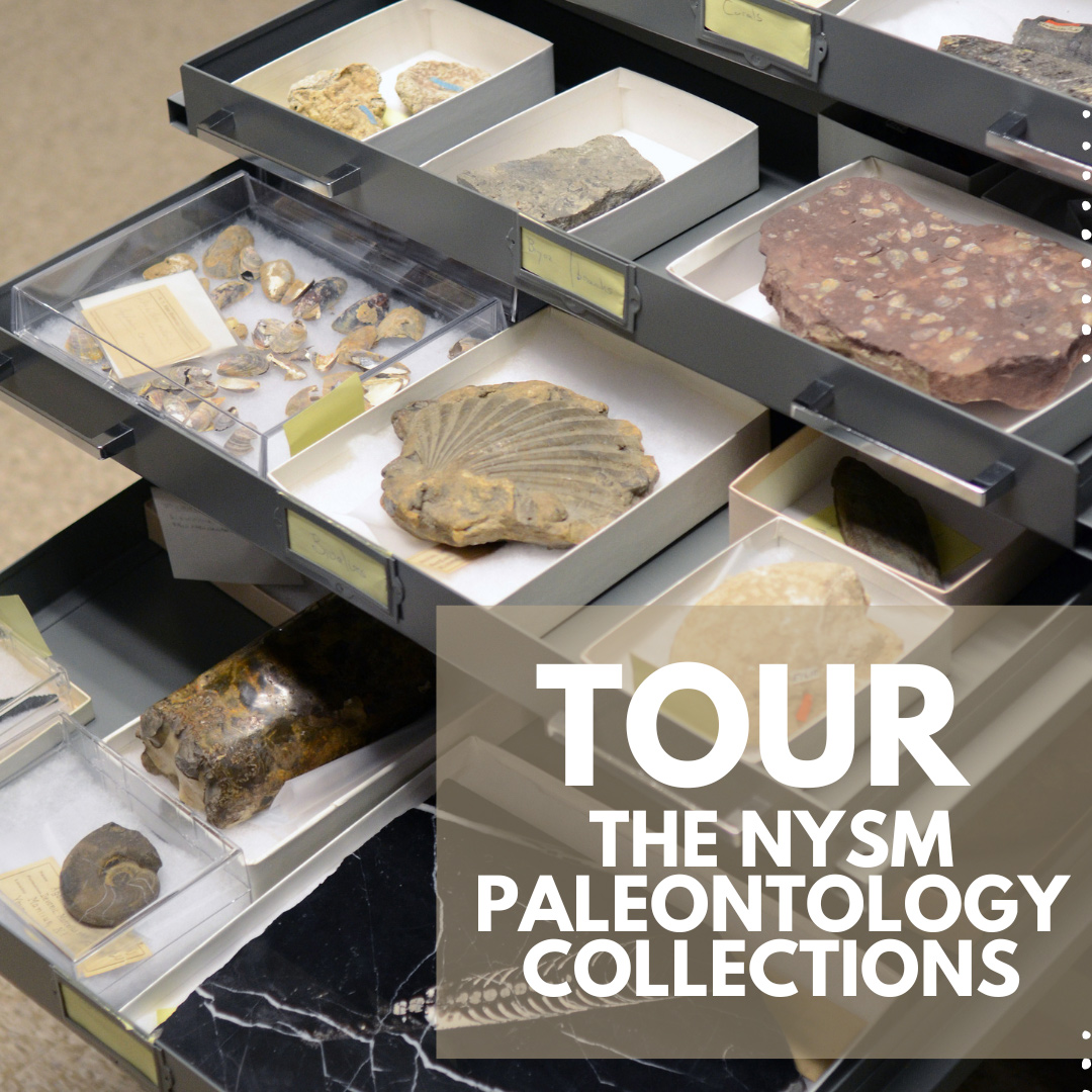 Tour the Paleontology Collections