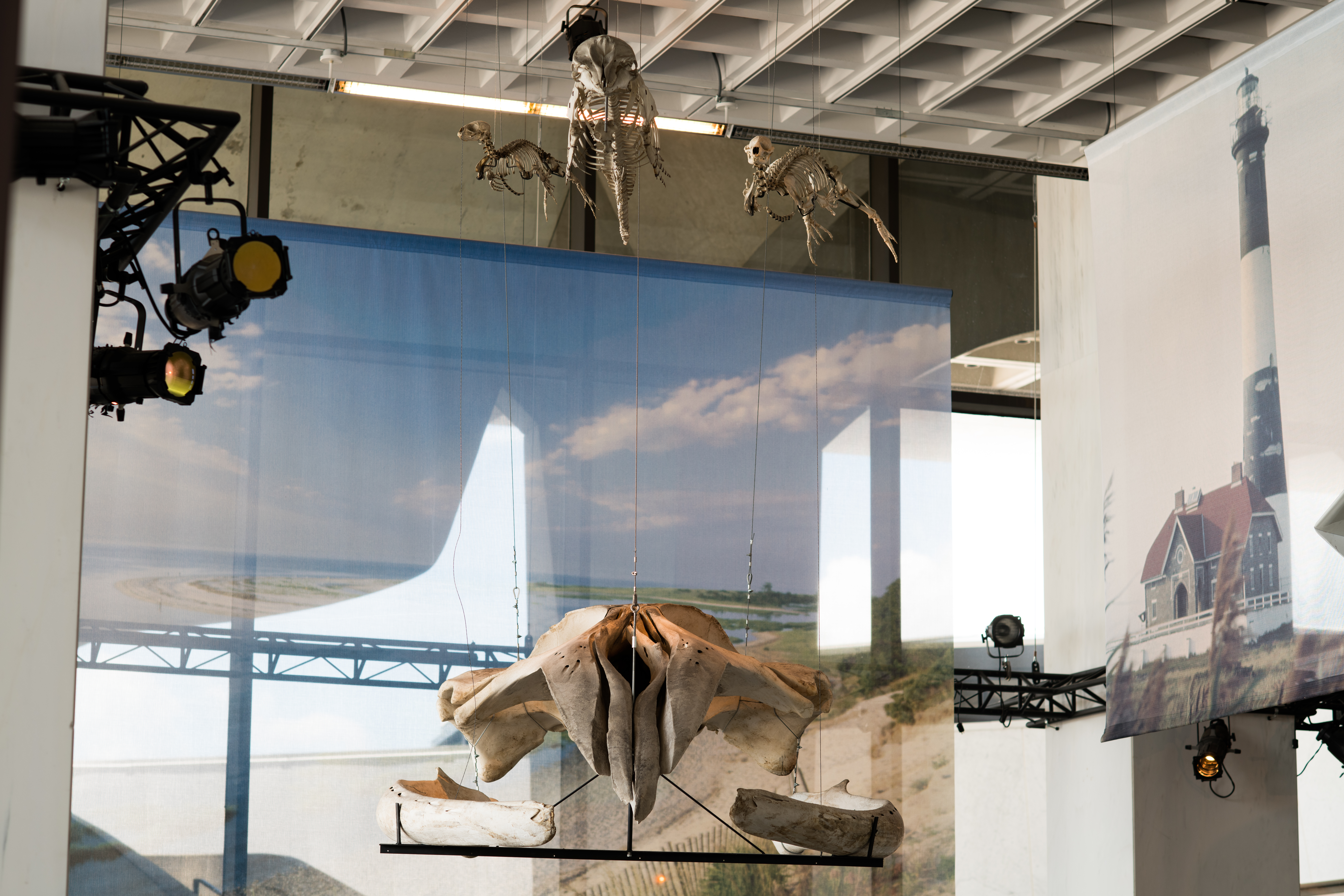 Humpback Whale Skull, Dolphin and Seals Skeletons